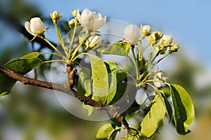 Beautiful buds of flowers of apple flaunt a blue sky background