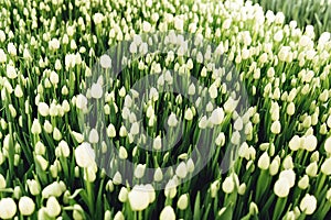 Beautiful buds of white tulips with fresh green leaves in floral field