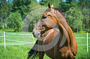 Beautiful budyonny mare horse in green field