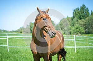 Beautiful budyonny mare horse in green field