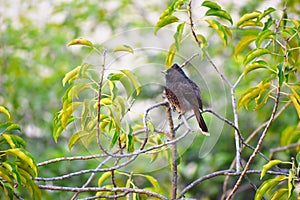 A beautiful Bulbil bird in the tree photo