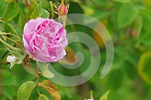 Beautiful Bulgarian Damask Rose photo