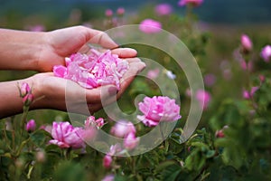 Beautiful Bulgarian Damask Roses