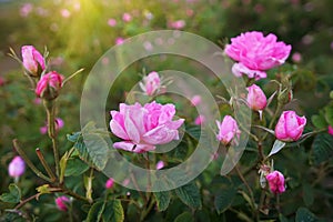 Beautiful Bulgarian Damask Roses photo