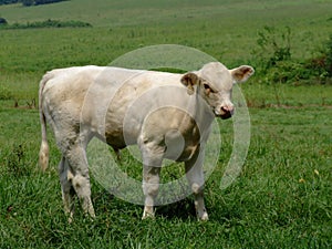 Beautiful Bull Calf in Pasture