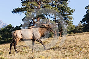 Beautiful bull elk bugling while walking photo