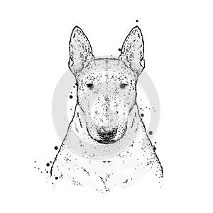 A beautiful bull terrier with a tie with thorns. Fashion & Style. Clothes and accessories. Vector illustration.