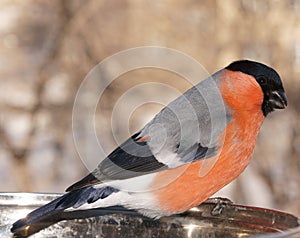 A beautiful bullfinch pecks the seeds of salted sunflower