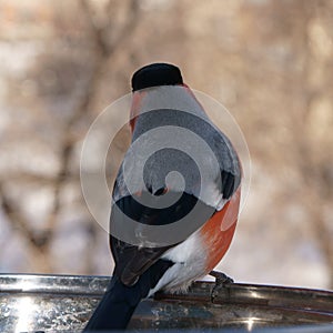 A beautiful bullfinch pecks the seeds of salted sunflower