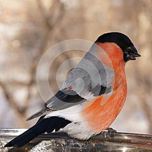 A beautiful bullfinch pecks the seeds of salted sunflower