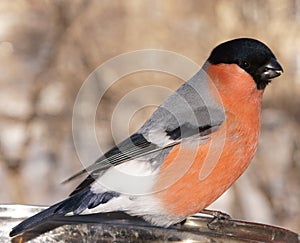 A beautiful bullfinch pecks the seeds of salted sunflower