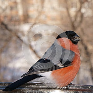 A beautiful bullfinch pecks the seeds of salted sunflower