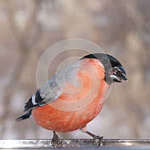 A beautiful bullfinch pecks the seeds of salted sunflower