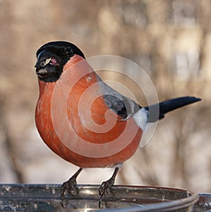 A beautiful bullfinch pecks sunflower seeds in winter