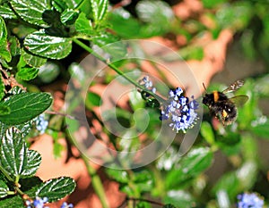 Beautiful Bumble Bee in flight next to a purple verbena flower