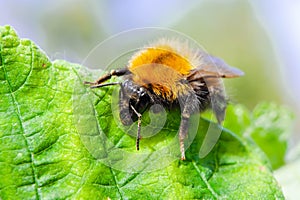 A beautiful bumblebee decorating the meadow