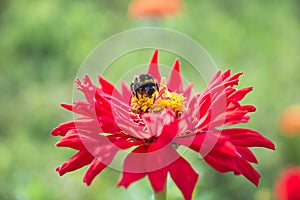 Beautiful bumblebee on red zinnia flower on green natural background.