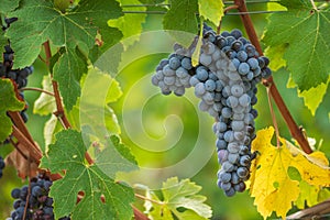 Beautiful bunch of black nebbiolo grapes with green leaves in the vineyards photo