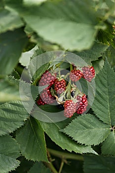 Beautiful bunch of blackberries. red unripe berries close up on a background of green leaves