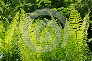 Beautiful bunch of Dryopteris plant