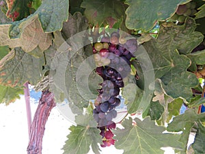 beautiful bunch of grapes fruit small balls wine must photo