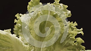 Beautiful bunch of green lettuce being shaked off the water in slow motion isolated on black background. Stock footage photo