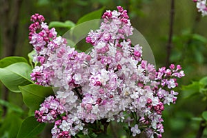 Beautiful bunch of lilac closeup. Syringa vulgaris `Krasavitsa Moskvy` photo