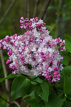 Beautiful bunch of lilac closeup. Syringa vulgaris `Krasavitsa Moskvy`