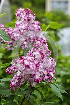 Beautiful bunch of lilac closeup. Syringa vulgaris `Krasavitsa Moskvy`