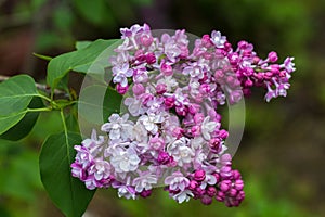 Beautiful bunch of lilac closeup. Syringa vulgaris `Krasavitsa Moskvy`