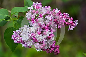 Beautiful bunch of lilac closeup. Syringa vulgaris `Krasavitsa Moskvy`