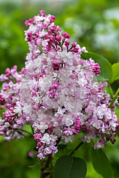 Beautiful bunch of lilac closeup. Syringa vulgaris `Krasavitsa Moskvy`