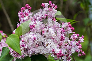 Beautiful bunch of lilac closeup. Syringa vulgaris `Krasavitsa Moskvy`