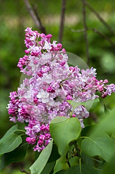 Beautiful bunch of lilac closeup. Syringa vulgaris `Krasavitsa Moskvy`