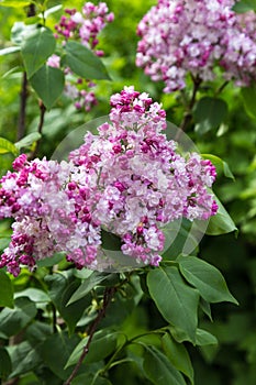 Beautiful bunch of lilac closeup. Syringa vulgaris `Krasavitsa Moskvy`