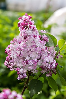 Beautiful bunch of lilac closeup. Syringa vulgaris `Krasavitsa Moskvy`