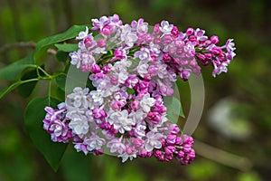 Beautiful bunch of lilac closeup. Syringa vulgaris `Krasavitsa Moskvy`