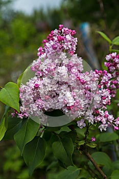 Beautiful bunch of lilac closeup. Syringa vulgaris `Krasavitsa Moskvy`