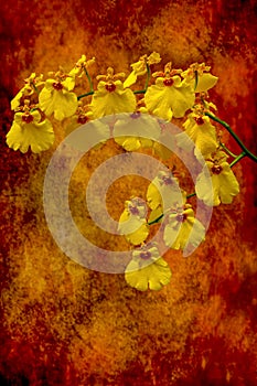Beautiful bunch of oncidium or dancing lady orchids with grunge background 