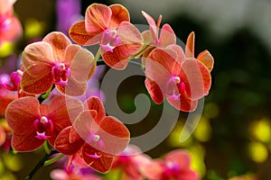 Beautiful bunch of orange and pink shade phalaenopsis blume orchids