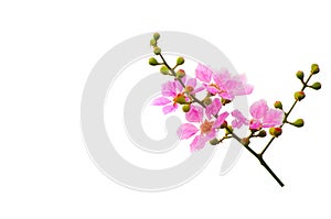 A bunch of pink blossom petals and bud of flowers in a spring season isolated on white background.