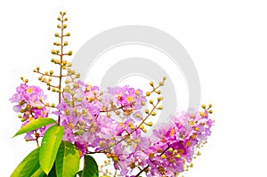 A bunch of pink blossom petals and bud of flowers in a spring season isolated on white background.