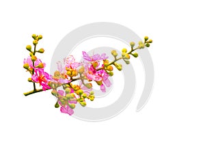 A bunch of pink blossom petals and bud of flowers in a spring season isolated on white background.