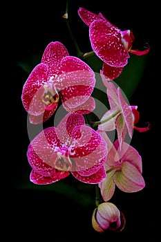 Beautiful bunch of pink dotted moth or phalaenopsis blume orchids