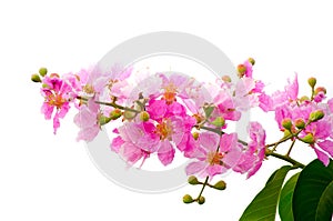 A bunch of pink-purple blossom petals and bud of flowers in a spring season isolated on white background.