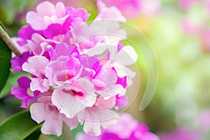 Beautiful bunch of purple flower soft focus background for spring