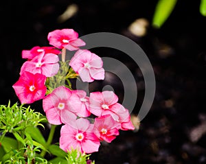 Beautiful bunch of red-pink petal flower in spring season at a botanical garden.