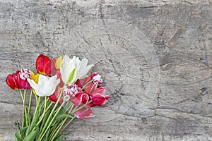 Beautiful bunch of red, purple, white and yellow tulips on rustic wooden non paint background.
