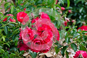 Beautiful bunch of red wild rose flower in a spring season at a botanical garden.