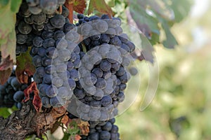 Beautiful bunch of ripe blue wine grapes